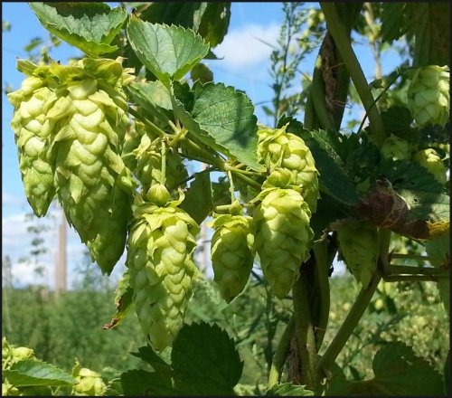 hop cones beer